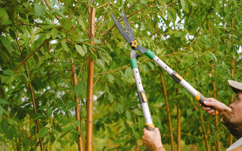 Tree trimming in La Rose, IL