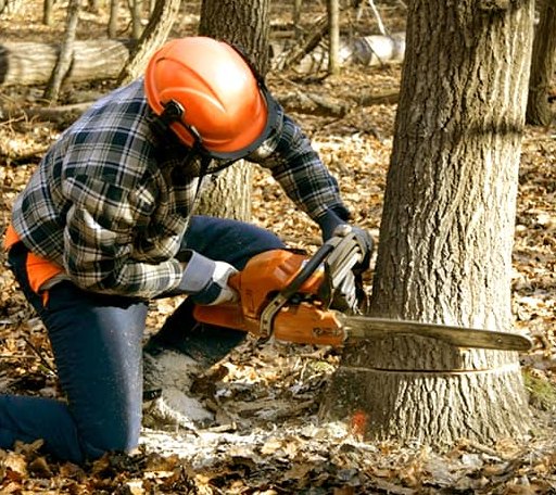 Tree Removal in La Rose, IL